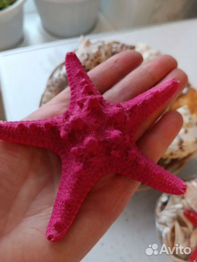 Морские ракушки