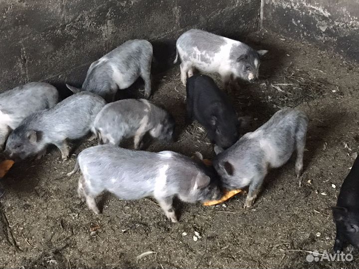 Вьетнамск вислобрюхий поросенок