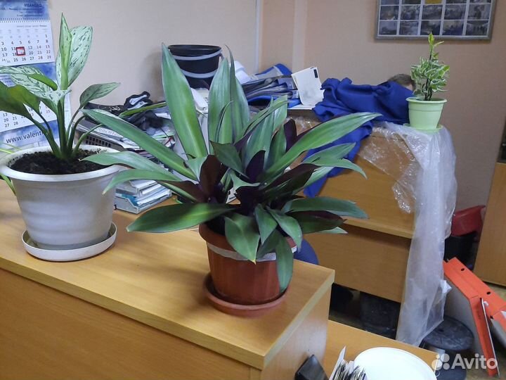 Рео покрывальчатое