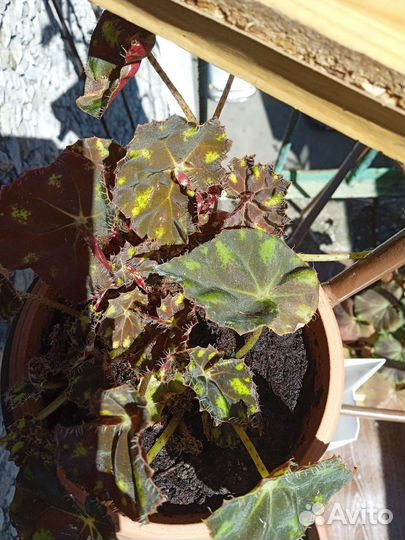 Королевская бегония