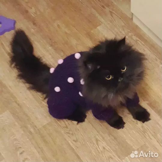 Вязаная одежда для маленькой собачки