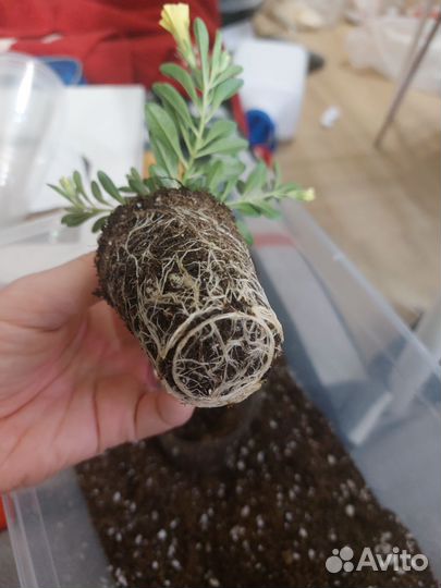 Вегетативные черенки калибрахоа