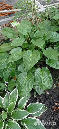 Хоста. Большие кусты