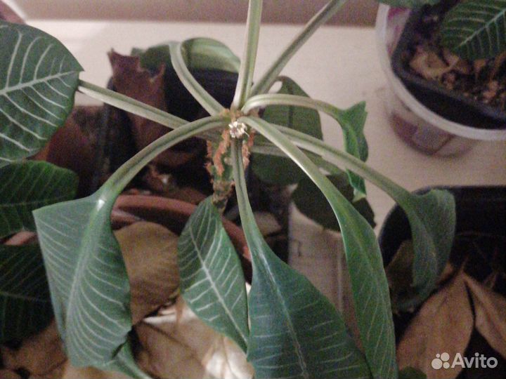 Молочай гребенчатый