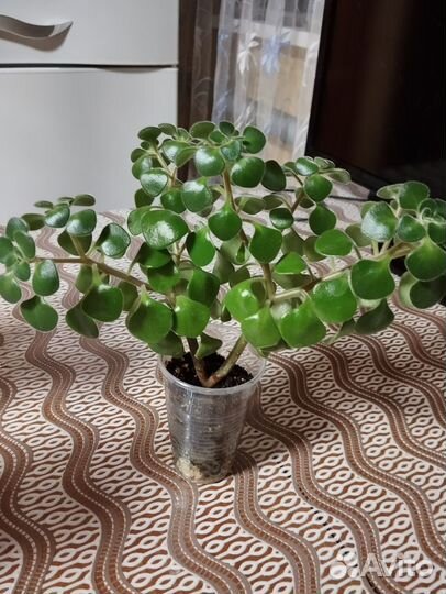 Аихризон дерево любви