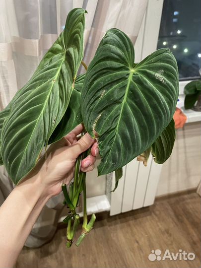 Филодендрон сплендид