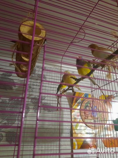 Амадины Гульда