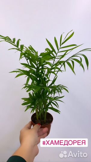 Комнатные растения