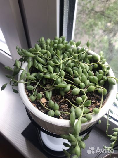 Крестовник Геррейна (Senecio herreianus)