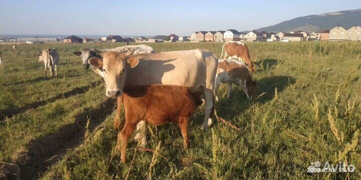 Коровы и бычки
