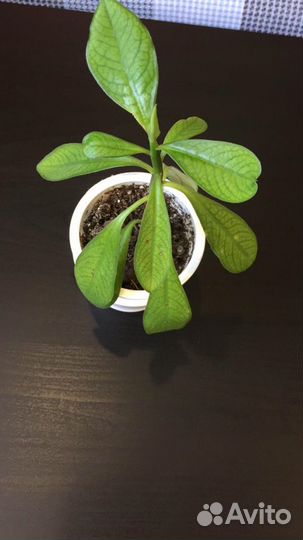 Синадениум Гранта-Дерево любви