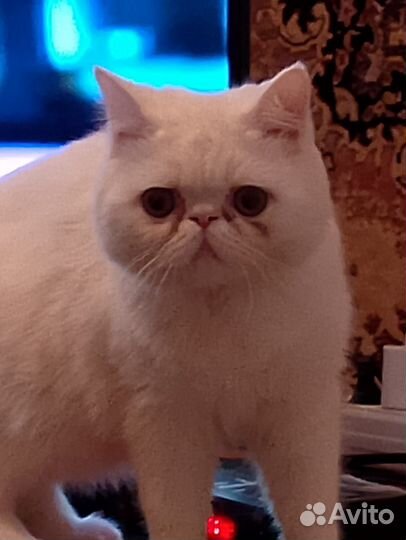Продам кошечку