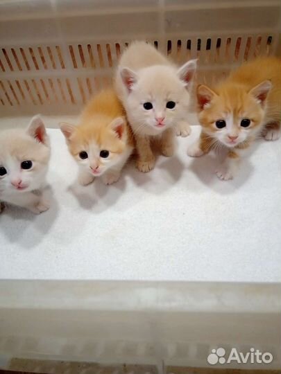 Котята