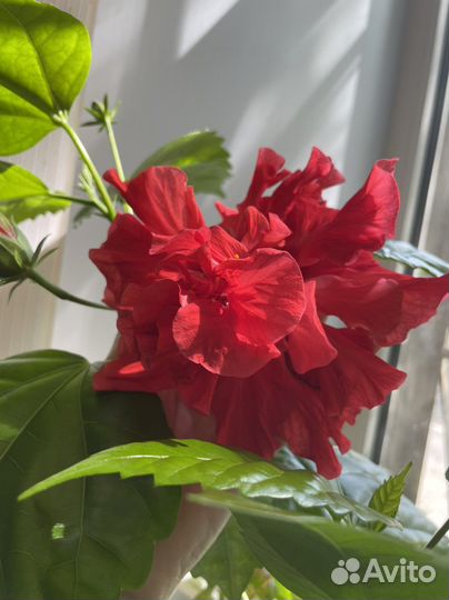 Гибискус китайская роза