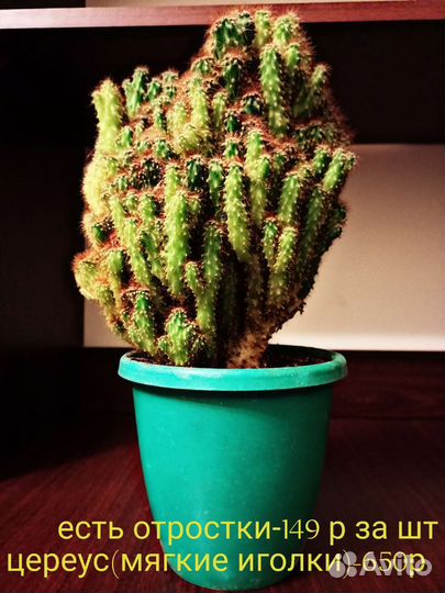 Комнатные растения