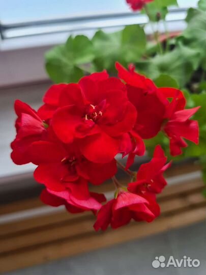 Пеларгония герань