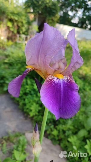 Ирис