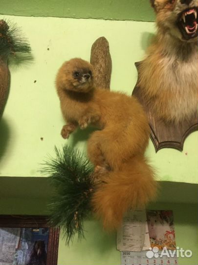 Чучело Колонка сибирского