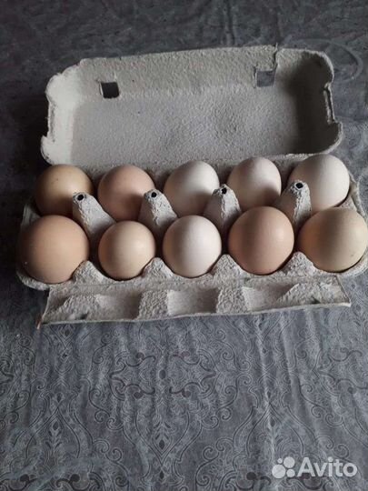 Домашние куриные яйца