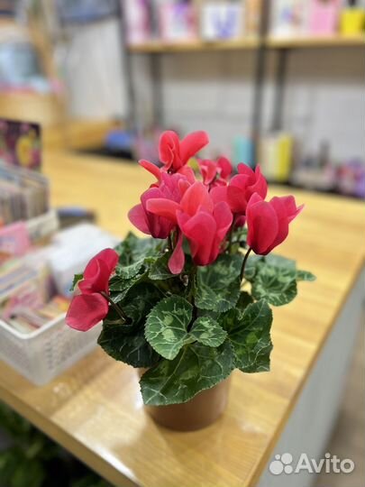 Комнатные растения:Цикламен Гигант