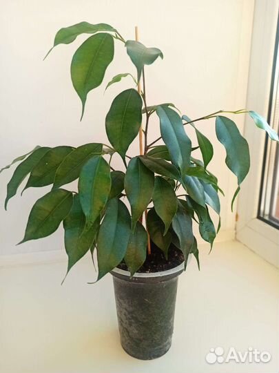 Фикус бенджамина