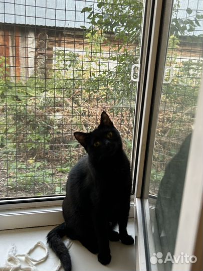 Кошка в дар