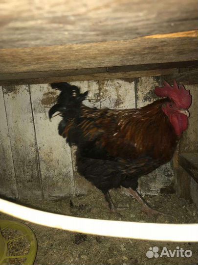 Петух Маран