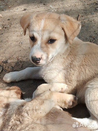 Щенки в добрые руки