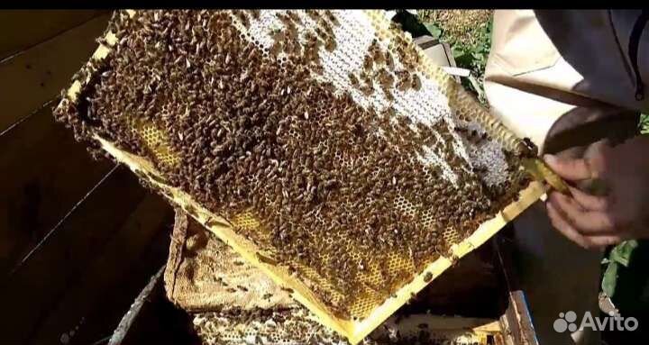 Пчелосемьи, отводки Среднерусской пчелы