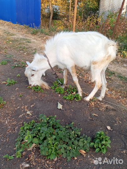 Козел зааненский