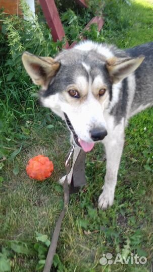 Вязка кобеля