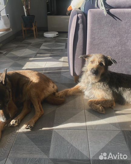 Передержка животных