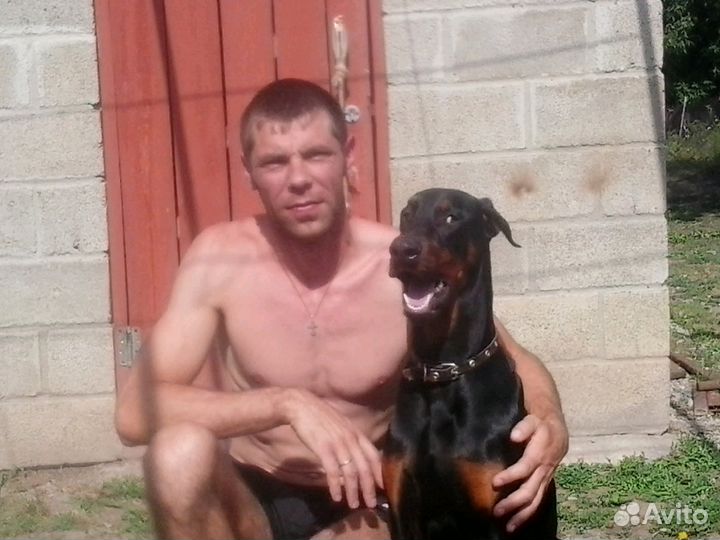 Вязка доберман