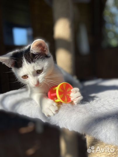 Котенок мальчик 2 месяца