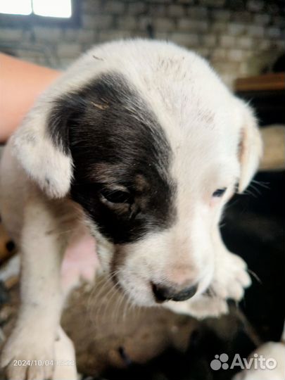 Щенки в добрые руки