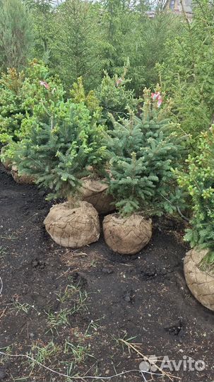 Саженцы хвойных деревьев