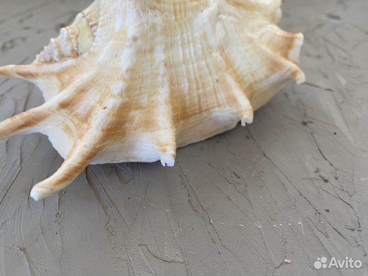 Морские ракушки раковины