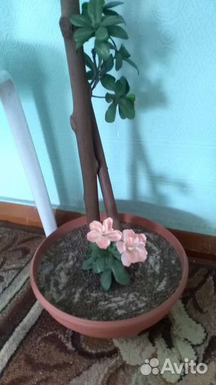 Новые цветы для интерьера