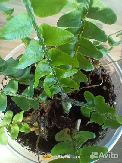 Хлорофитум