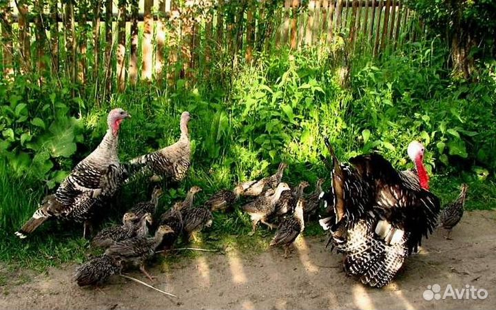 Индюшка с индюшатами