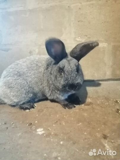 Кролики, Полтавское (Советское) серебро