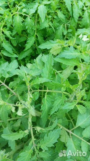 Рассада помидор