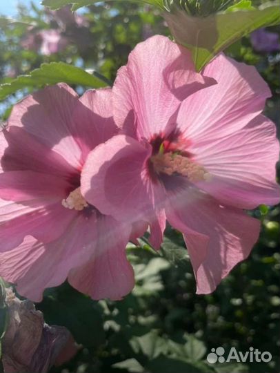 Гибискус сирийский