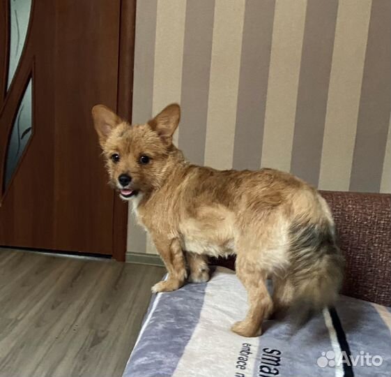 Маленькая собака метис