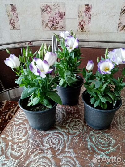 Эустома в горшочке