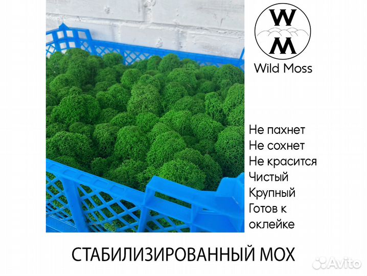 Стабилизированный мох