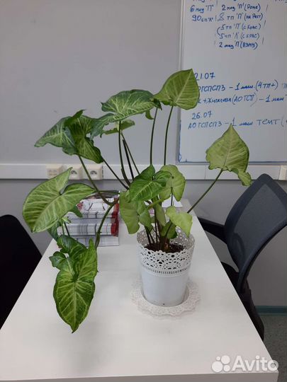 Сингониум, лудизия