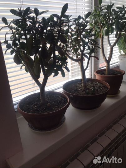 Денежное дерево. Толстянка