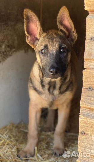 Щенок метис