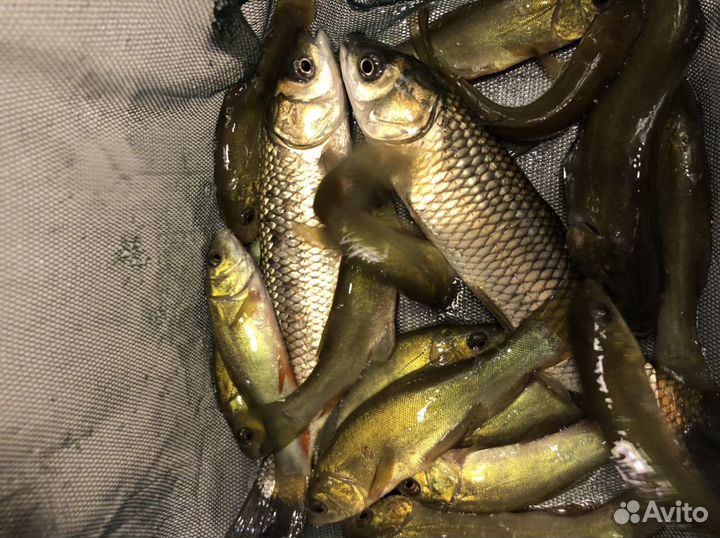 Живая рыба амур, линь